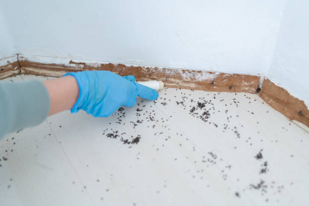 Best Emergency Pest Control  in Fox Crossing, WI